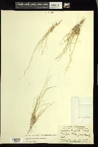 Aristida purpurea var. longiseta image