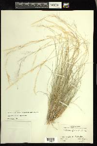 Aristida purpurea var. nealleyi image