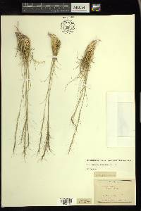 Aristida purpurea var. fendleriana image