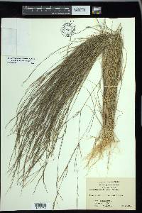 Aristida dichotoma image