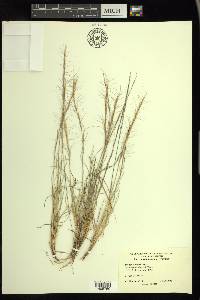 Aristida purpurea var. longiseta image