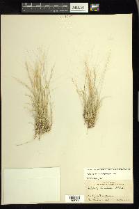 Aristida purpurea var. longiseta image