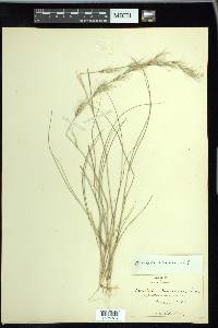 Aristida adscensionis image