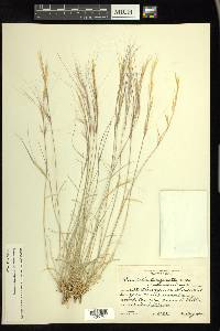 Aristida purpurea var. longiseta image