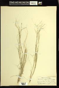 Aristida oligantha image