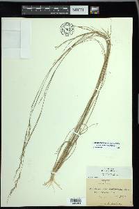 Aristida dichotoma image