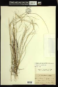 Aristida purpurea var. wrightii image