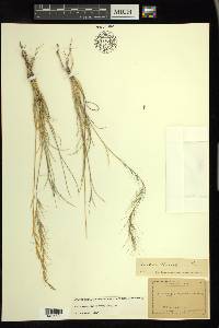 Aristida purpurea var. nealleyi image