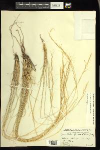 Aristida purpurea var. nealleyi image