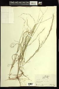 Aristida purpurascens image