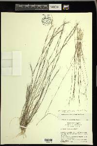 Aristida longespica image