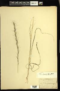 Aristida purpurascens image