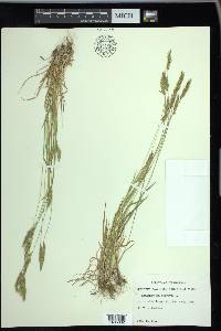 Anthoxanthum odoratum image