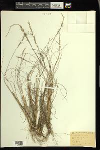 Aristida purpurascens image