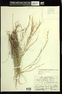 Aristida purpurea var. wrightii image