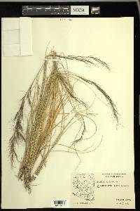 Aristida ternipes var. gentilis image