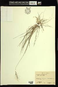 Aristida purpurascens image