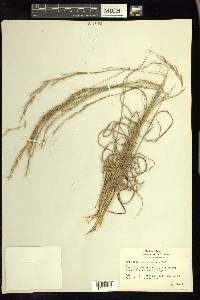 Aristida purpurascens image