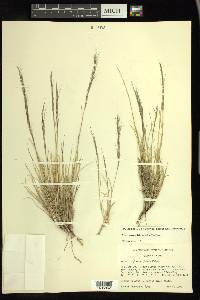 Aristida purpurea var. nealleyi image