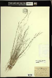 Aristida longespica image