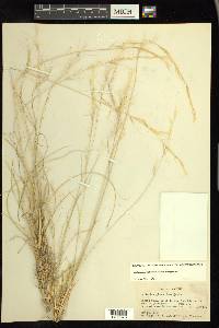 Aristida purpurea var. nealleyi image