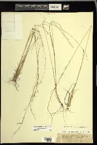 Aristida longespica image