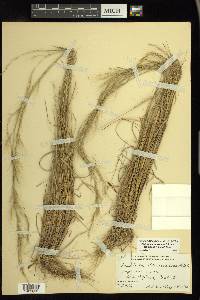 Aristida purpurascens image