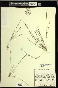 Aristida dichotoma image