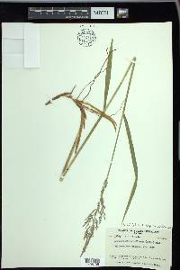 Arctagrostis latifolia subsp. arundinacea image