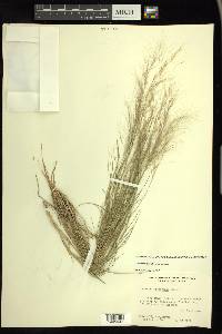 Aristida purpurea var. purpurea image