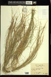 Aristida purpurascens image