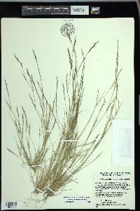 Aristida dichotoma image