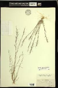 Aristida longespica image