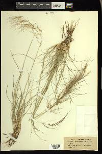 Aristida purpurascens image