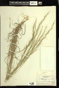 Aristida purpurascens image