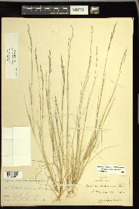 Aristida dichotoma image