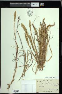 Arctagrostis latifolia image