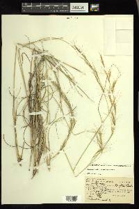 Aristida purpurea var. wrightii image