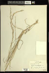 Aristida purpurascens image