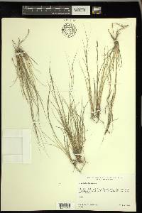 Aristida purpurea var. longiseta image