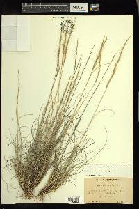 Aristida purpurea var. nealleyi image