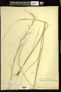 Aristida palustris image