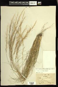 Aristida purpurea var. nealleyi image