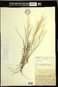 Aristida havardii image