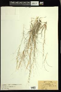 Aristida purpurea var. longiseta image