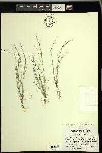 Aristida longespica var. geniculata image