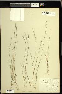 Aristida longespica image