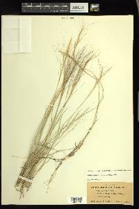 Aristida purpurea var. longiseta image