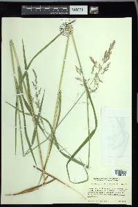 Arctagrostis latifolia image