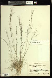 Aristida purpurea var. purpurea image